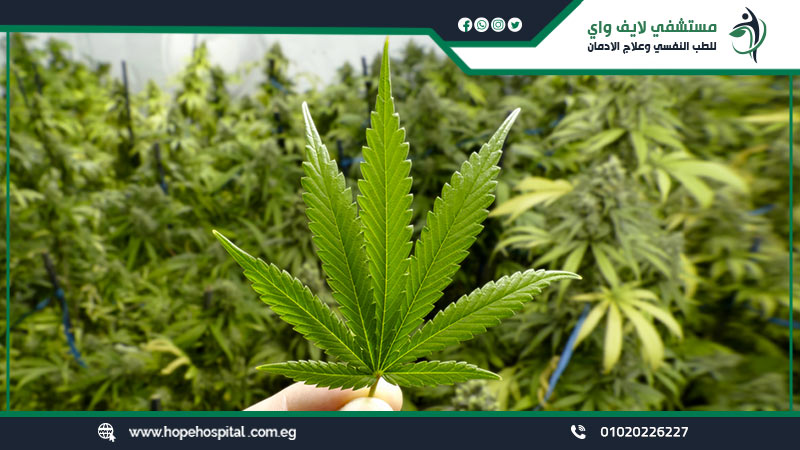 نبات الحشيش